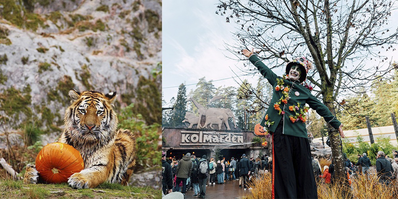 delad bild, en på en tiger som sitter vid en pumpa och en på en utklädd man framför ingången till Kolmården.