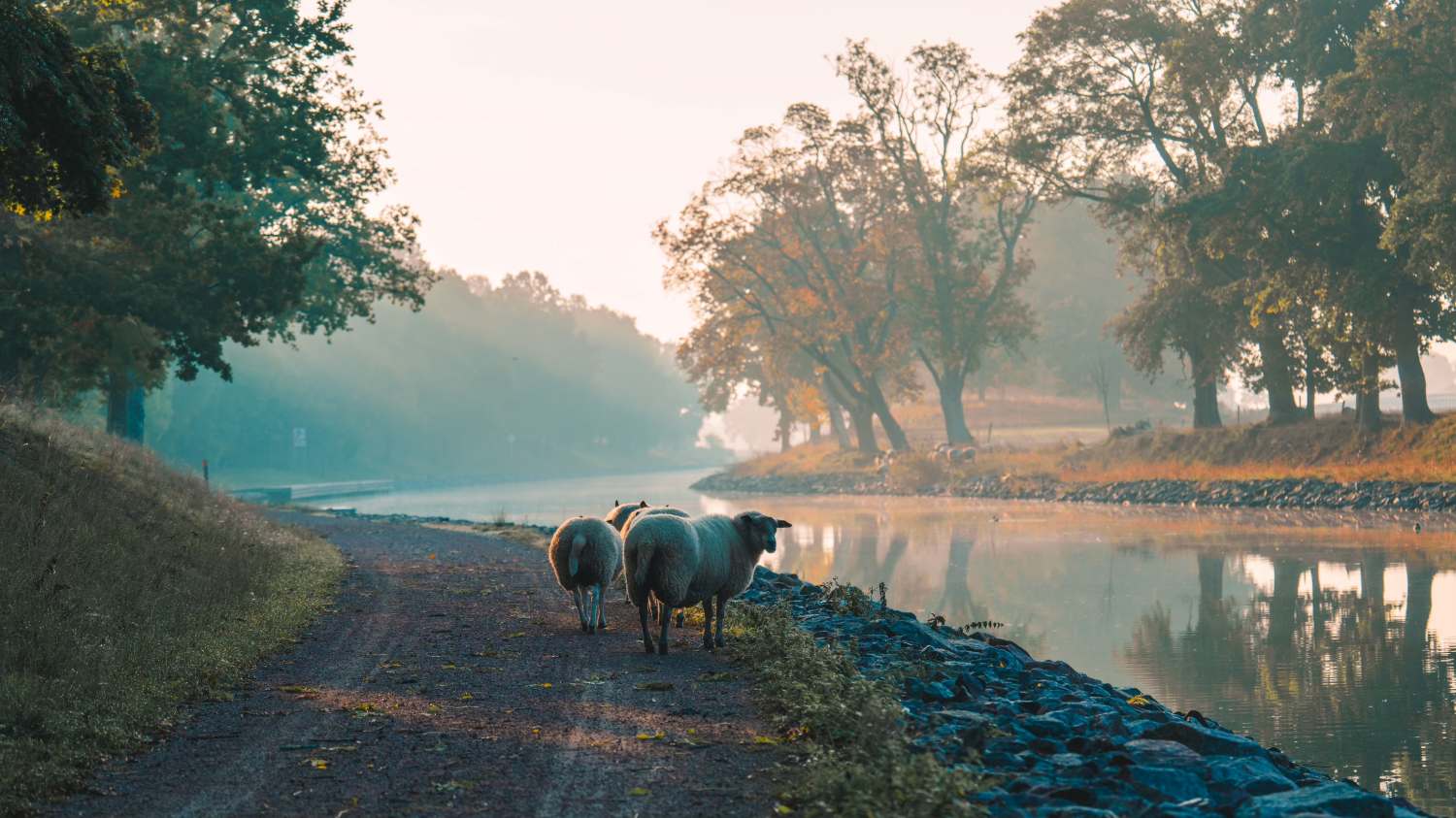 en höstmorgon med dimma vid Göta kanal med betande får i förgrunden.